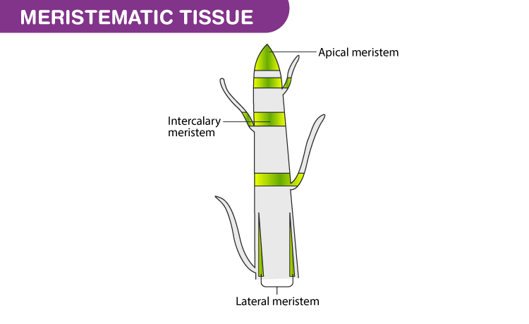 Chapter 6 - Tissue - Class 9