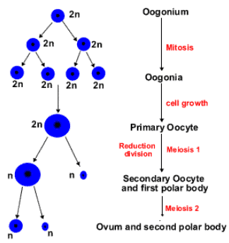 Oogenesis & Types of Eggs | Additional Study Material for NEET