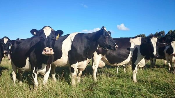 Cow: Milk giving Animal