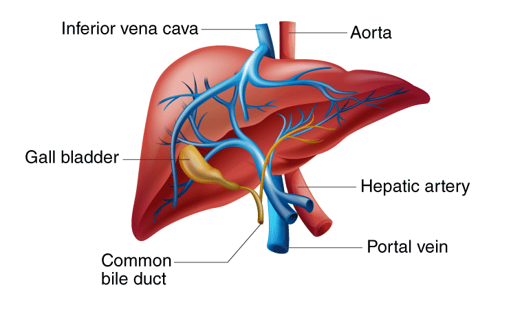 Human Liver