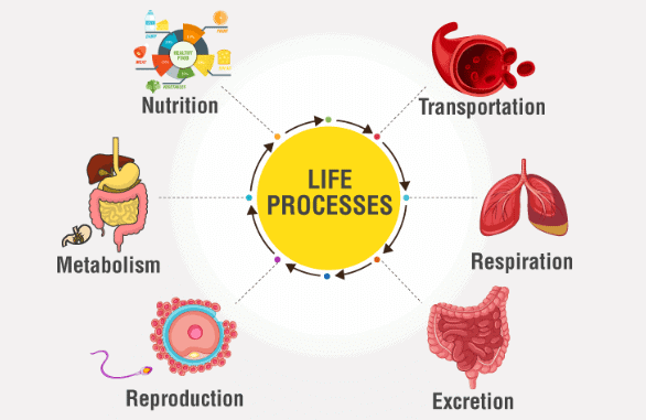 Life Processes- 1 Chapter Notes | Science Class 10