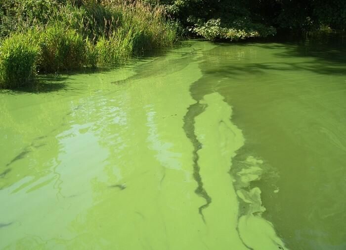 Water bloom