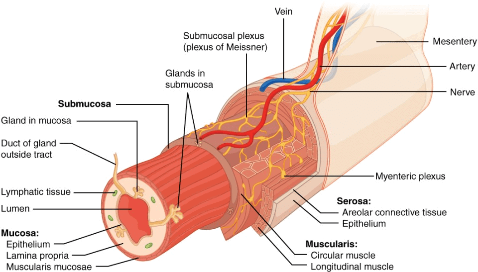Three Dimensional View of Layers of Alimentary Canal