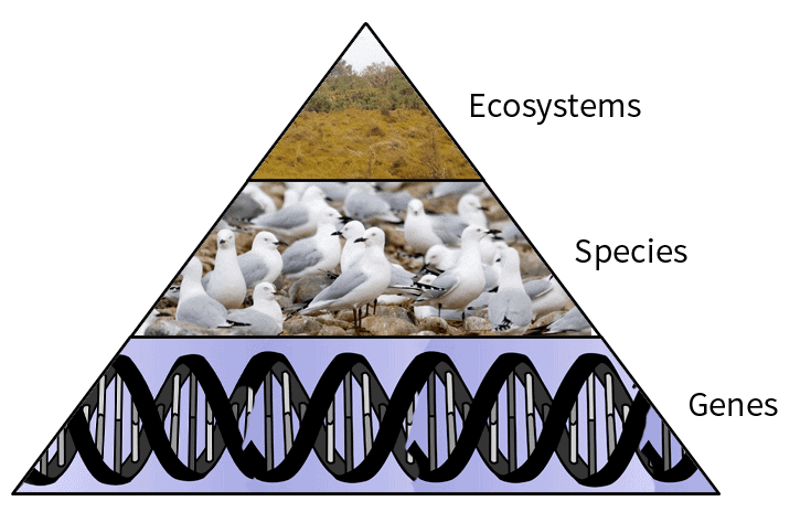 Levels of Biodiversity