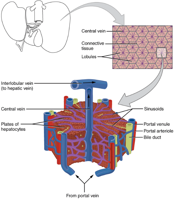 3-D view of Lobule of Liver