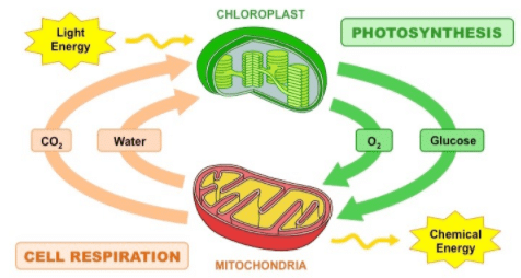 Respiration, Growth & Movement, Vernalization, Photoperiodism, Artificial Vegetative Propagation | Science & Technology for State PSC Exams - BPSC (Bihar)