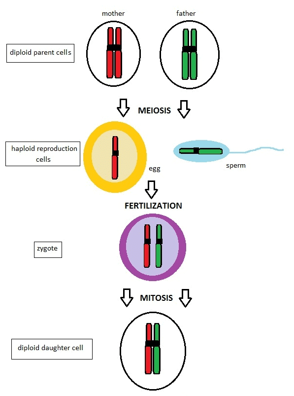 Fig: Gametogenesis