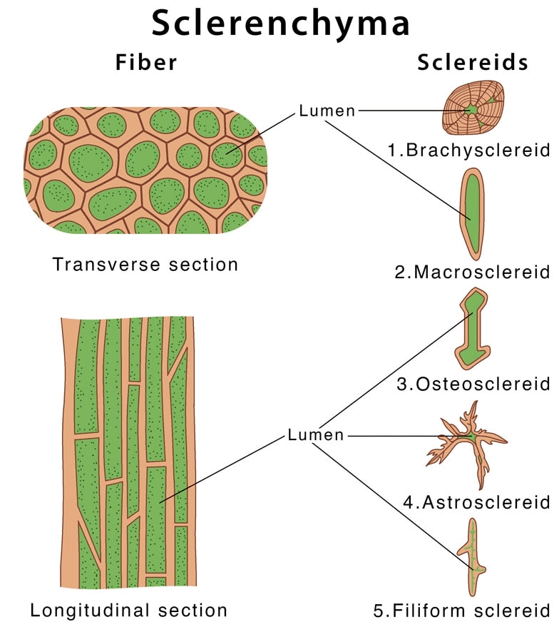 Chapter 6 - Tissue - Class 9