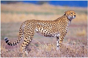 Cheetah: Carnivore