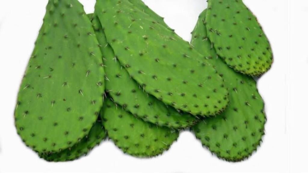 Fig: Cactus Leaves