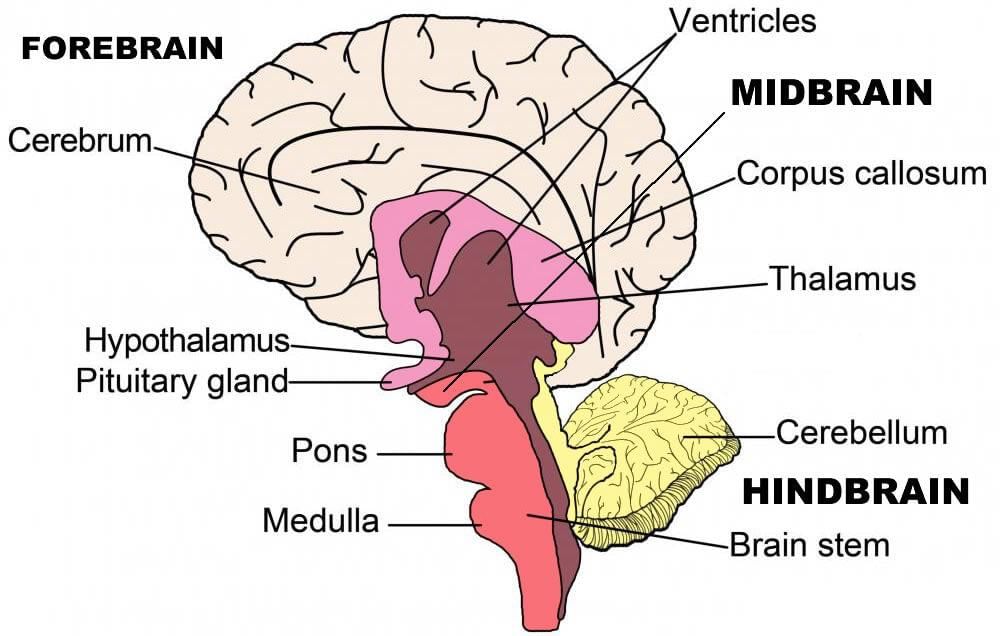 Fig: Structure of Brain