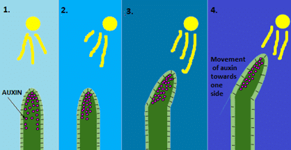 Fig: Growth and Movement of plants