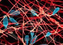 Denitrifying Bacteria