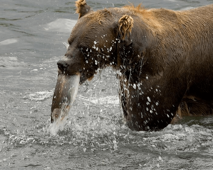 Black bear: Omnivore