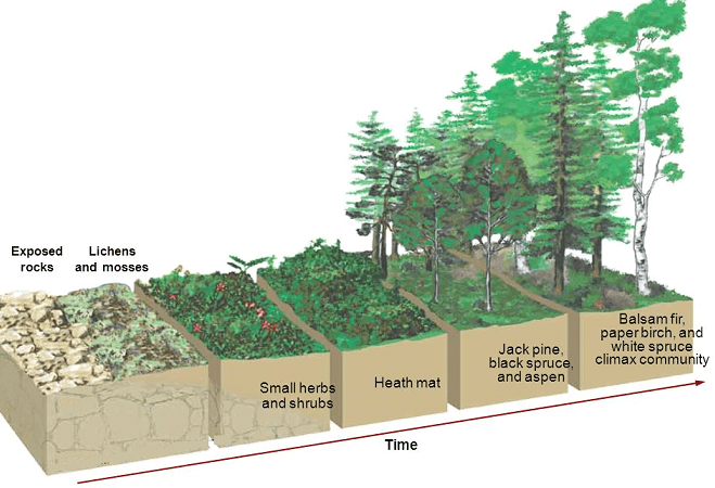 Stages of forest succession