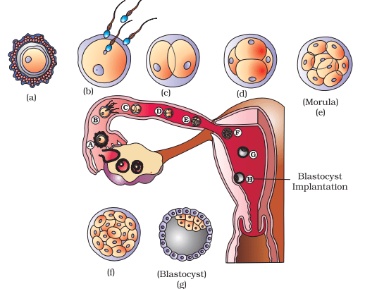 NCERT Exemplar: Human Reproduction | Biology Class 12 - NEET