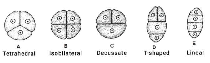 Different types of Microspores