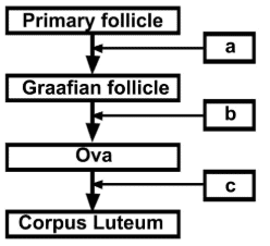NCERT Exemplar: Human Reproduction | Biology Class 12 - NEET