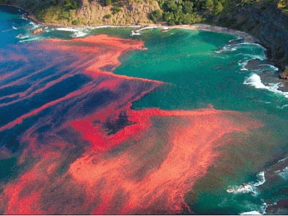 Red Tides