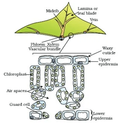 Class 10 Science Chapter 5 Practice Question Answers - Life Processes