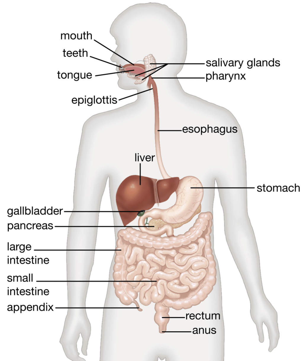 Human Digestive System
