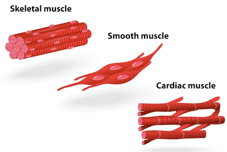Chapter 6 - Tissue - Class 9