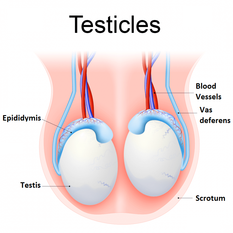 Testes, Ovaries & Other Hormone Secreting Organs | Biology for JAMB