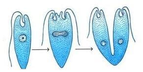 Longitudinal Binary Fission in Euglenoid