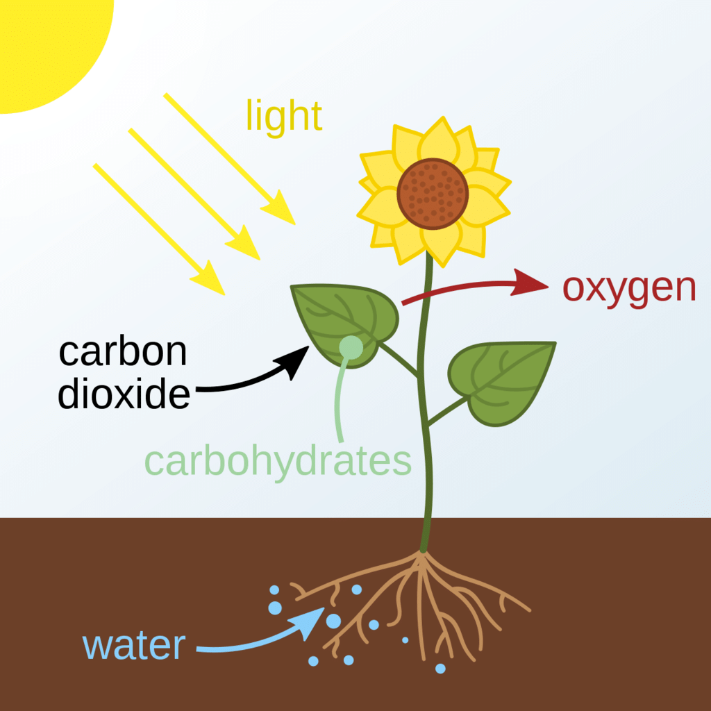 NCERT Exemplar: Life Processes | Science Class 10