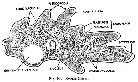 Amoeba Proteus - Class 11