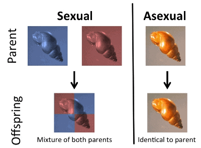 Human Reproductive System: Male & Female | Additional Study Material for NEET
