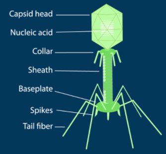 Structure of Bacteriophage