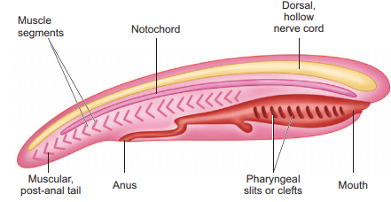 Key Notes: Animal Kingdom | Additional Study Material for NEET