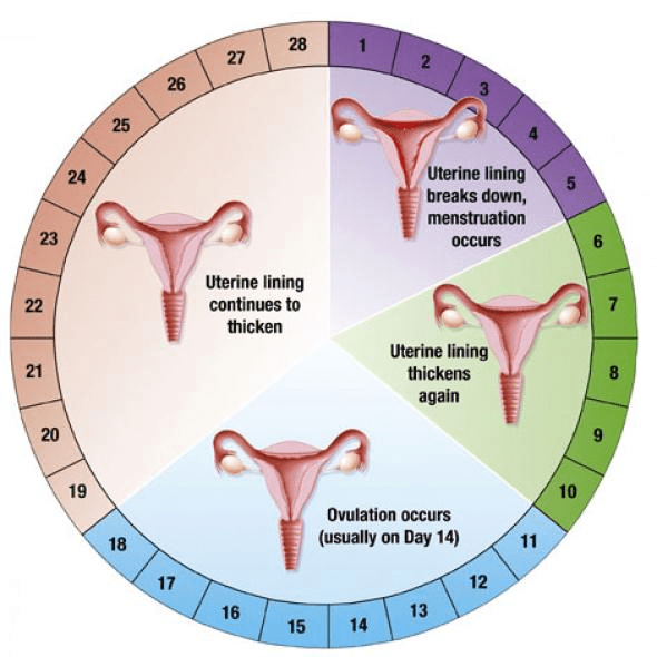 Menstrual Cycle