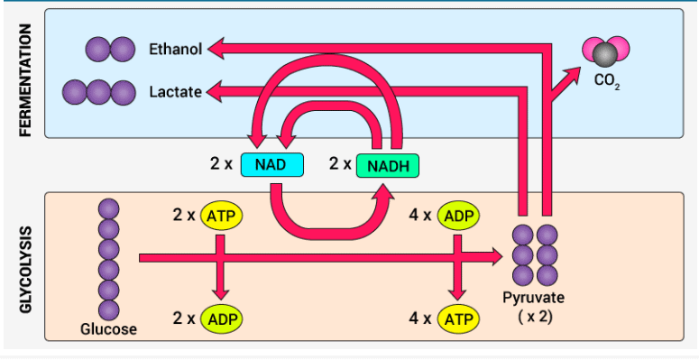 Aerobic & Anaerobic Respiration | Science Class 10