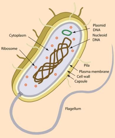 E. coli