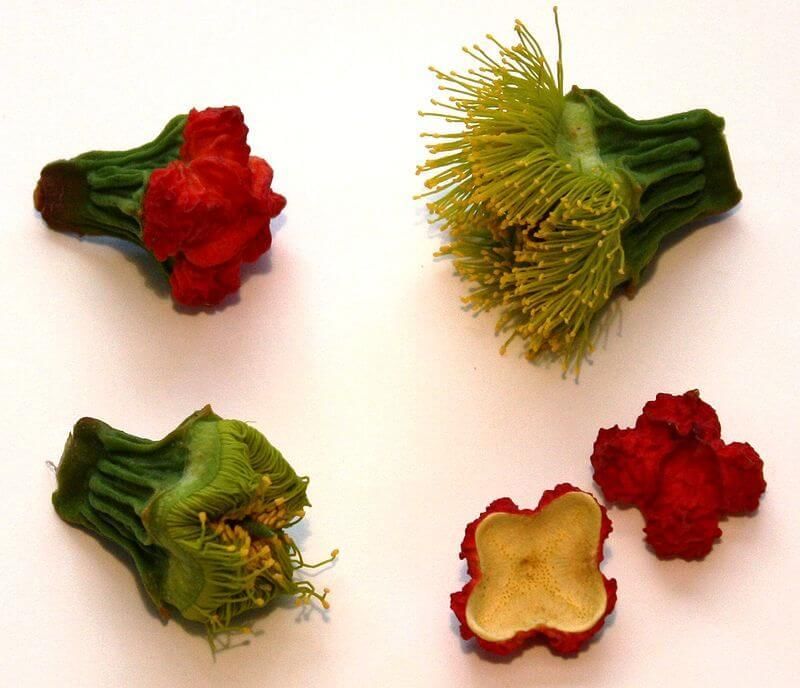 The flower buds of Eucalyptus erythrocorys have a large, bright red operculum. 
