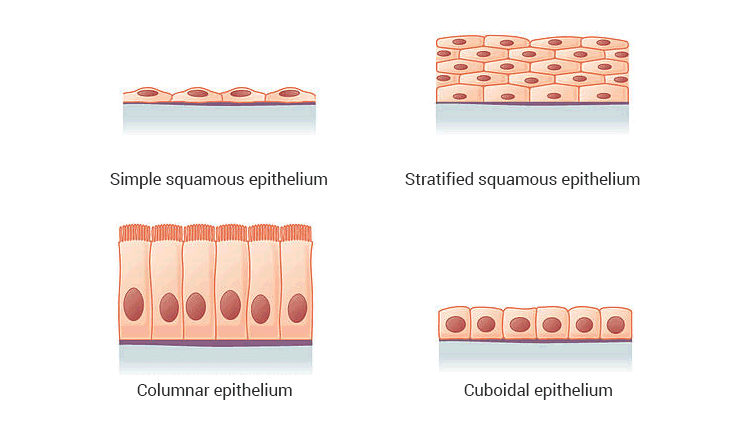 Chapter 6 - Tissue - Class 9