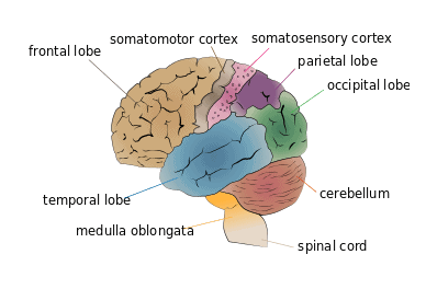 Central Nervous System & Human Brain | Science Class 10
