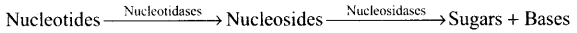 NCERT Exemplar: Digestion and Absorption (Old NCERT) | Biology for Grade 11
