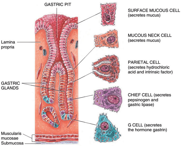 Sectional View of Gastric Glands