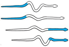 Movement of Snake