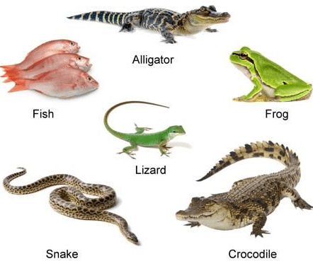 Cold Blooded Animals