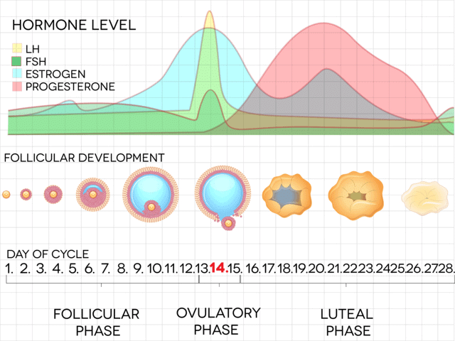 Phases of Menstrual cycle
