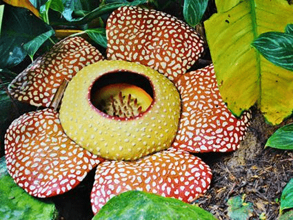 Fig. Corpse flower