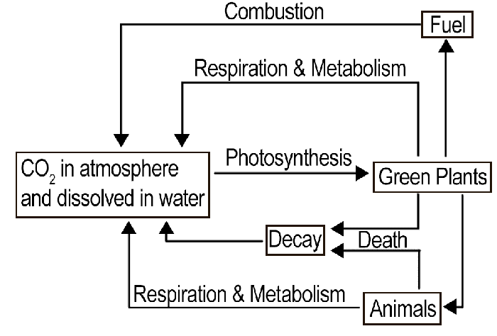 Biosphere & Working of Ecosystems: Environment & Disaster Management | Environment for UPSC CSE
