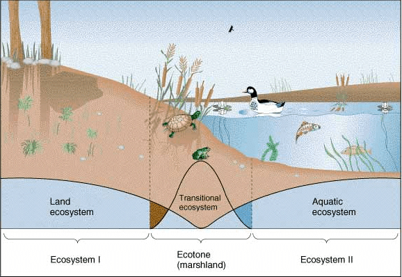 Ecotone