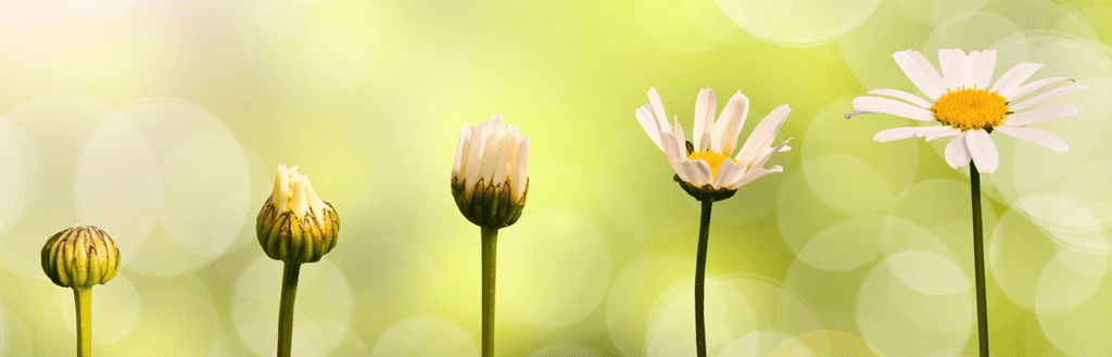 Bud to Flower