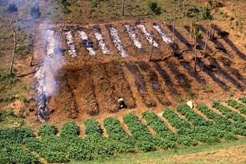 Jhum Cultivation