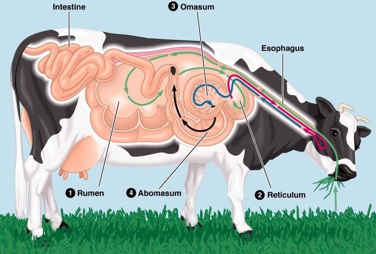 Ruminant Stomach